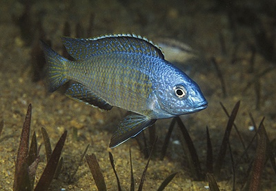 Nyassachromis microcephalus 'Otter Point'